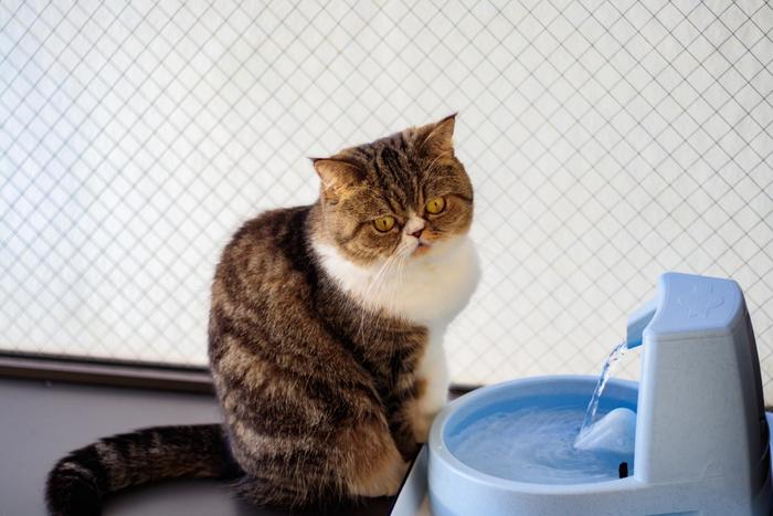 猫 自動給水機