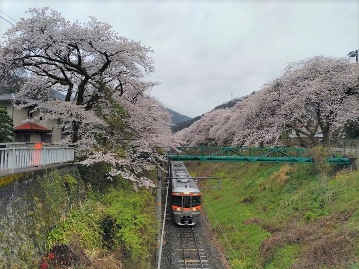 JR御殿線桜のトンネル