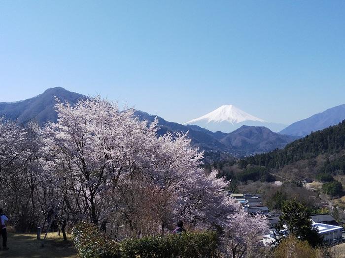 ソメイヨシノほか3,000本の桜