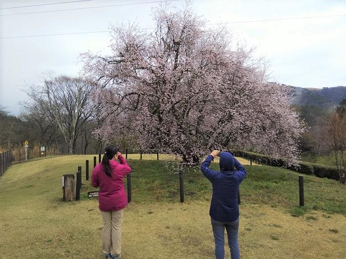 山北つぶらの公園の桜