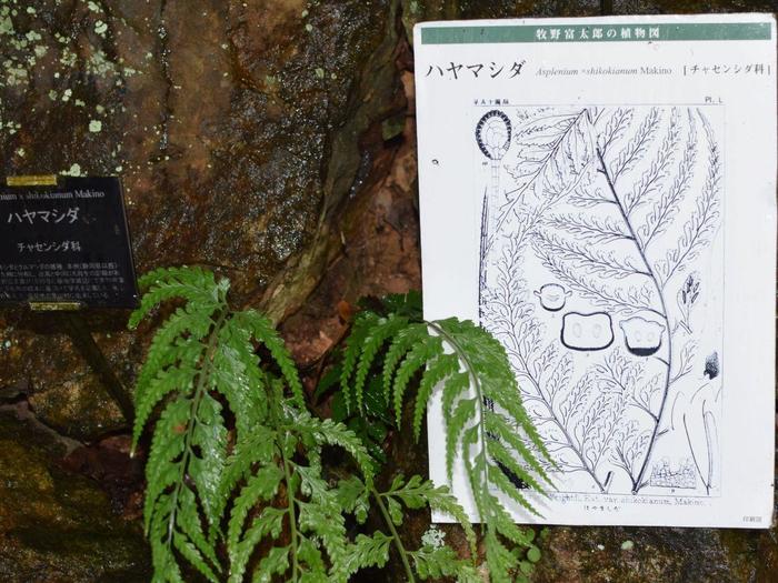 牧野富太郎博士が描いた植物図