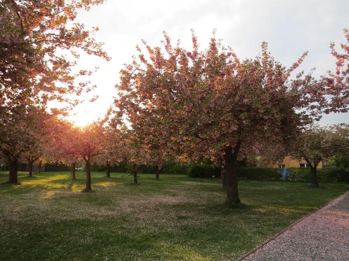 フリーゲベルク　桜の木
