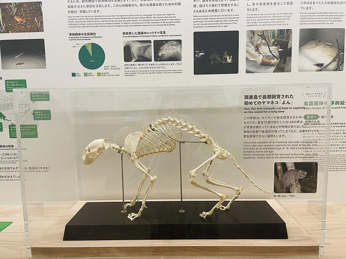 イリオモテヤマネコの骨格
