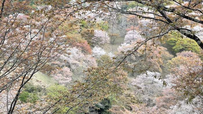吉野山　山桜