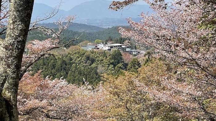 吉野山　山桜
