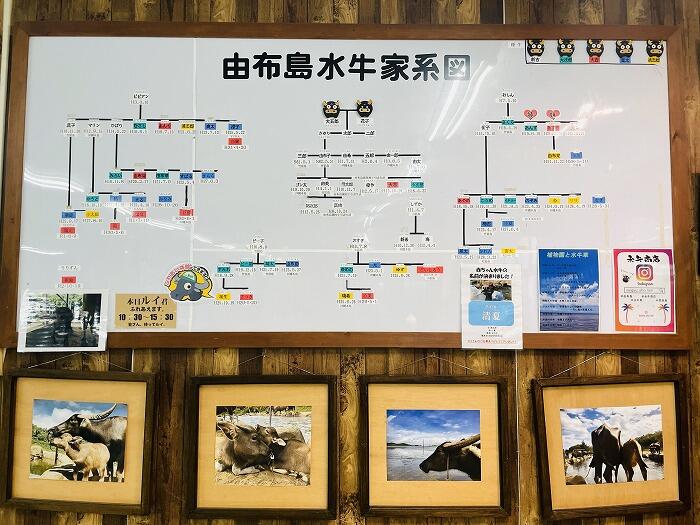 水牛の家系図