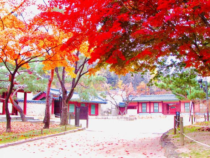 韓国の紅葉
