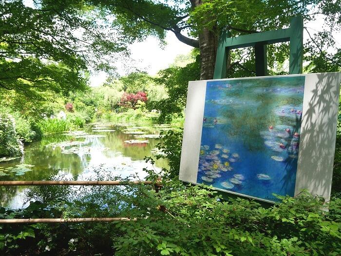モネが描いた睡蓮と、目の前の睡蓮の池を見比べられるスポット