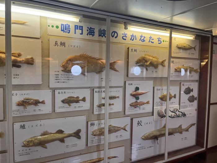 魚の標本