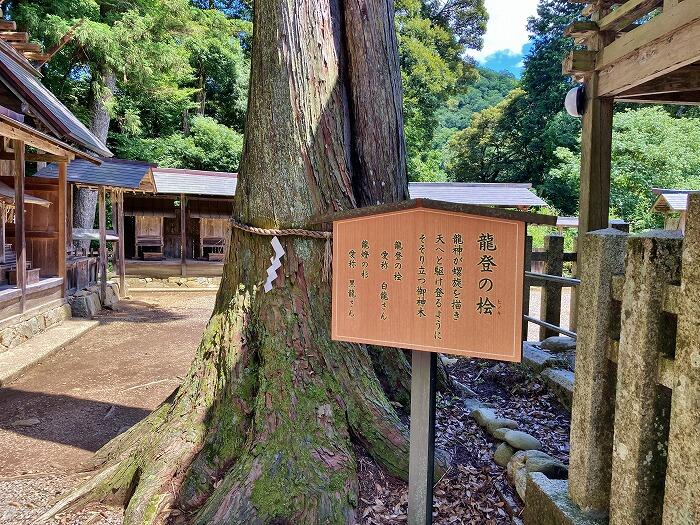 福知山の豊受大神社、龍登の桧と龍燈の杉と呼ばれるご神木