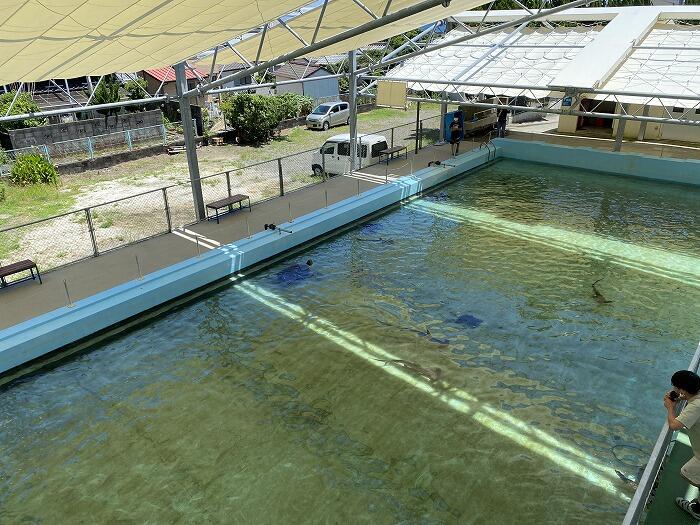 廃校水族館の目玉ともいえるのが、25mプールをそのまま使った大水槽