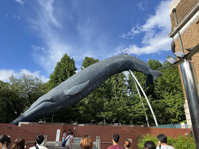 地球上に生息する最大の動物シロナガスクジラ