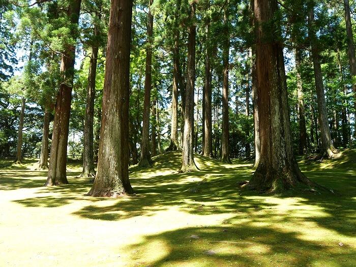 飫肥杉の「いやしの森」になっている旧本丸跡