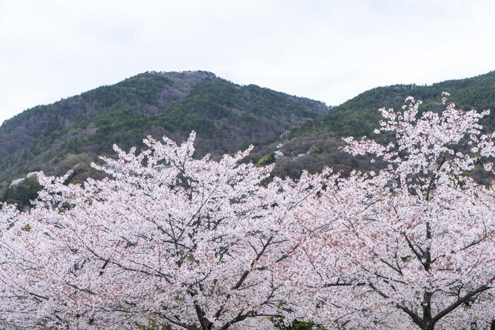 城山公園の桜