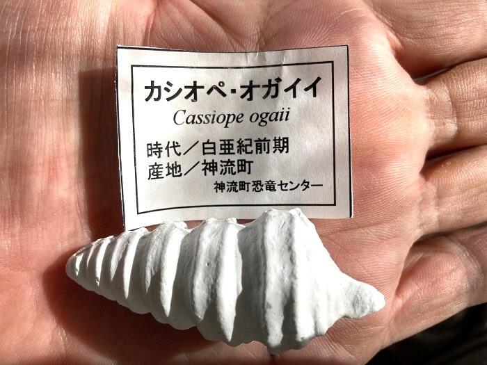 石膏で作った化石