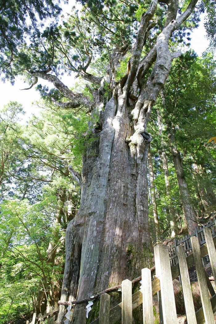樹齢3000年と言われる神代杉