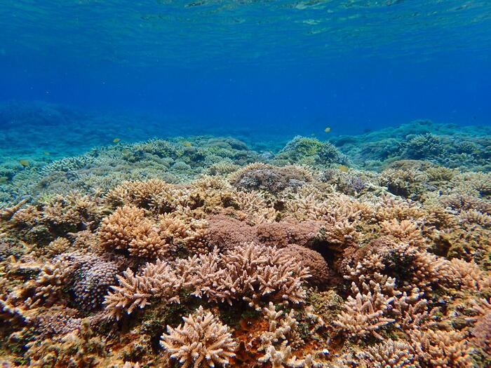 西表島サンゴ礁