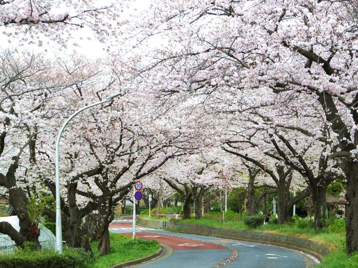 3.5kmの桜並木