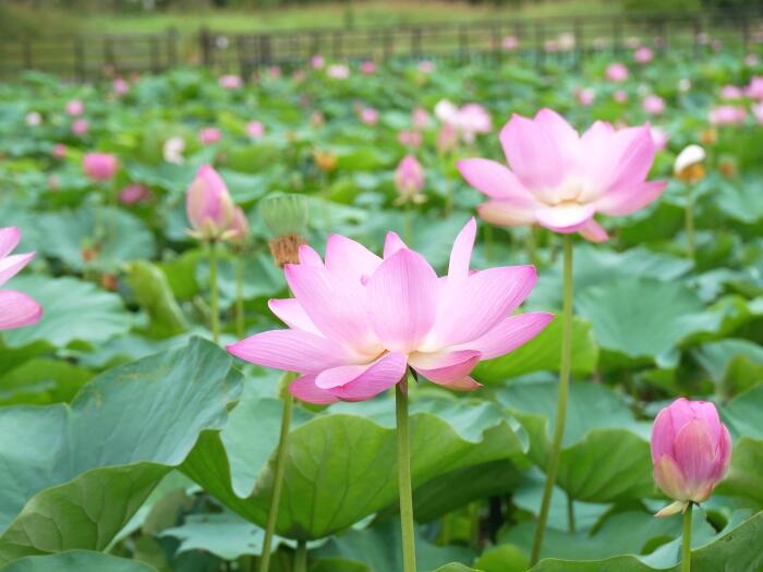 ハス池で咲き誇るピンクの花々
