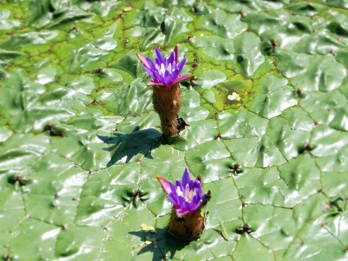 紫色のオニバスの花
