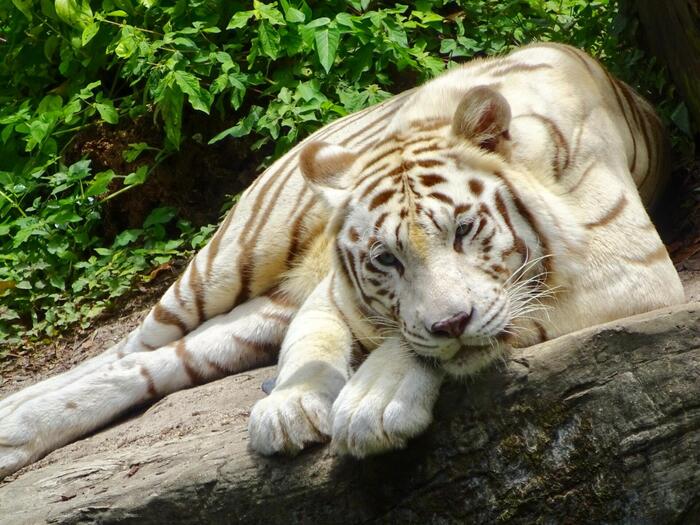 シンガポール動物園ホワイトタイガー