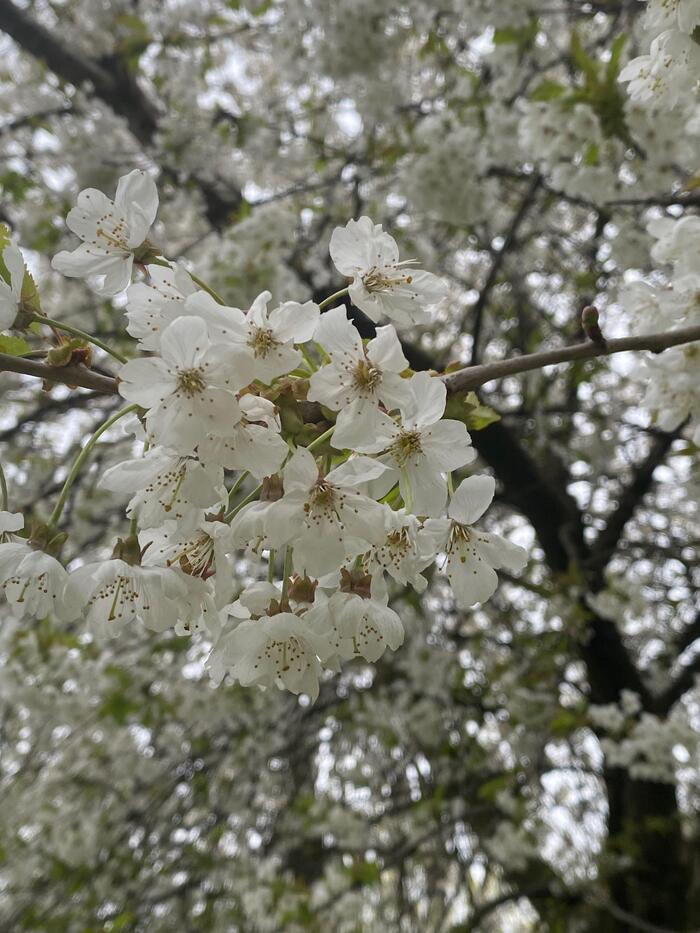 西洋実桜の花