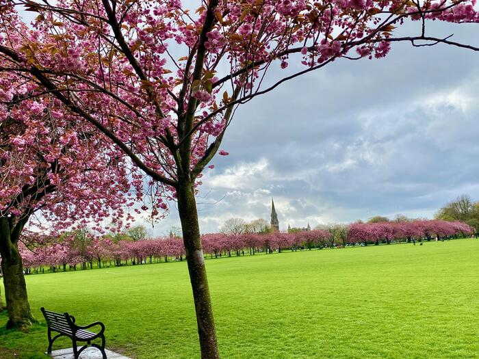 芝生の公園と桜並木
