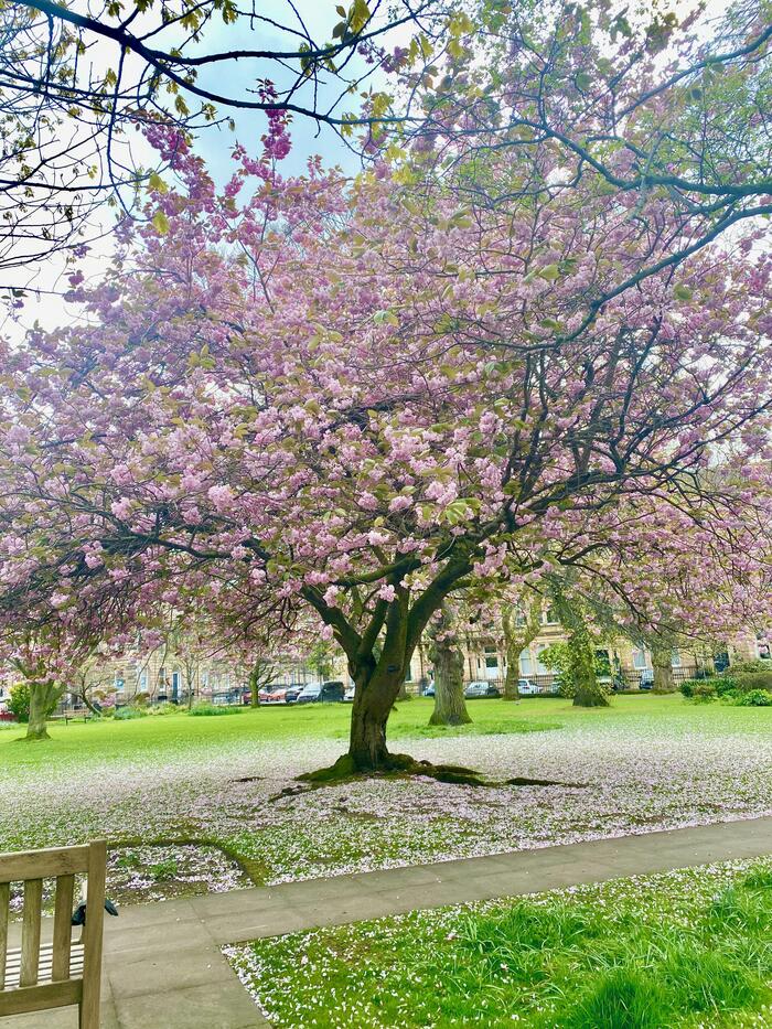 プライベートガーデンにある大きな桜