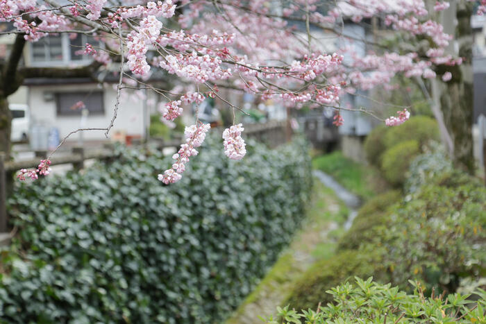 郡上八幡には、趣のある古い街並みが広がっています。桜