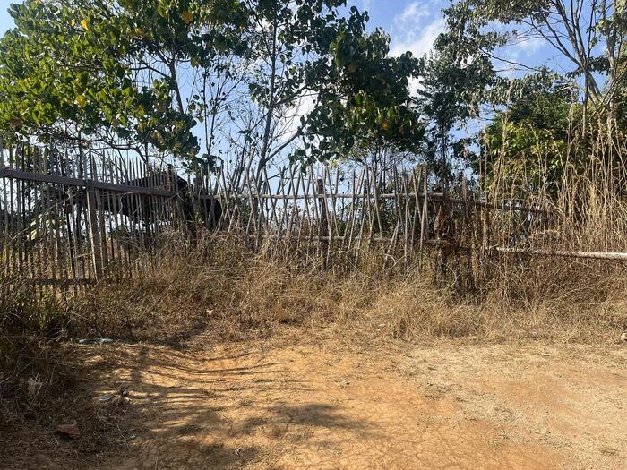 ミャンマー国境　竹の柵