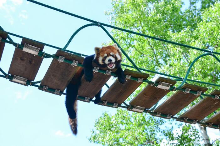 旭山動物園レッサーパンダ行動展示