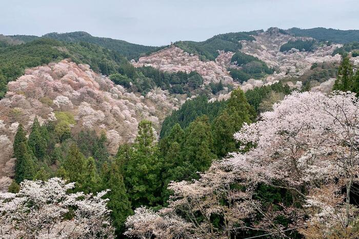 吉野山