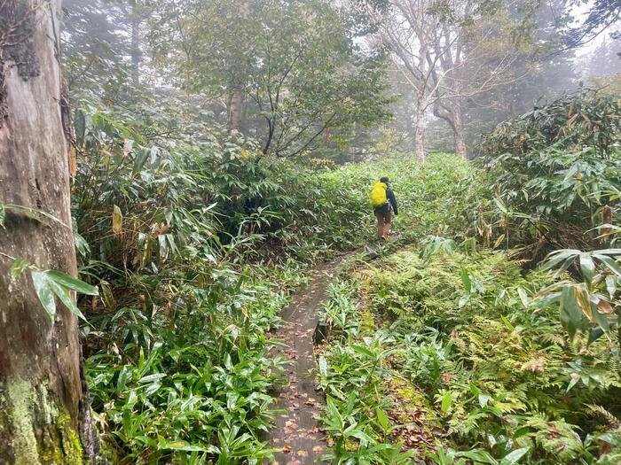 尾瀬　アヤメ平への登山道