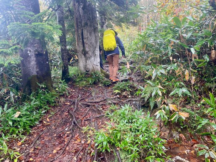 尾瀬　アヤメ平への登山道