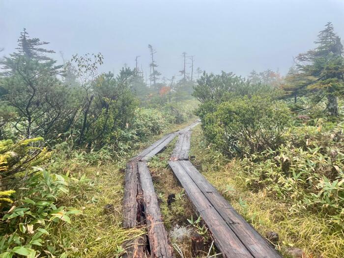 尾瀬　アヤメ平への登山道