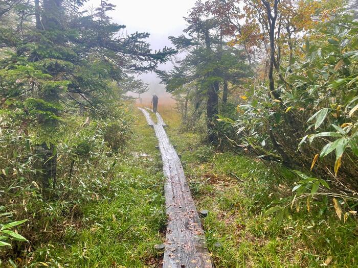 尾瀬　アヤメ平への登山道