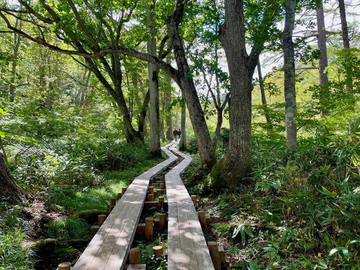 尾瀬　山ノ鼻　鳩待峠