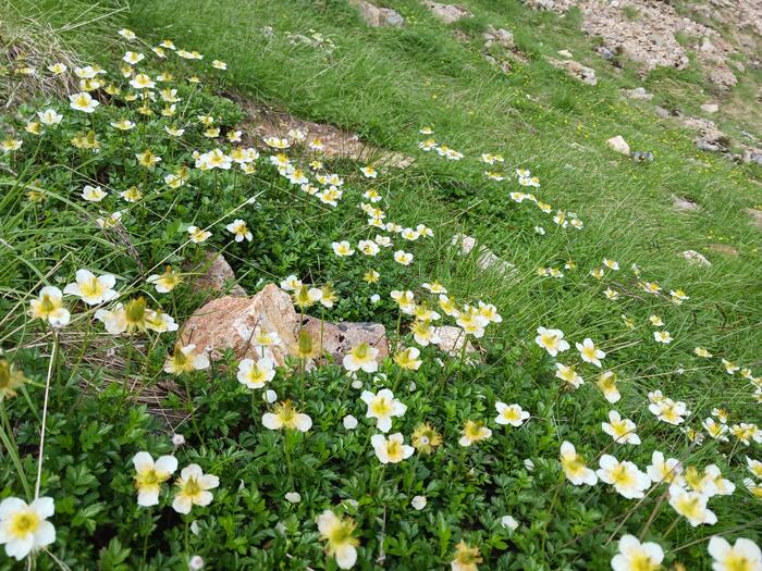 お花畑