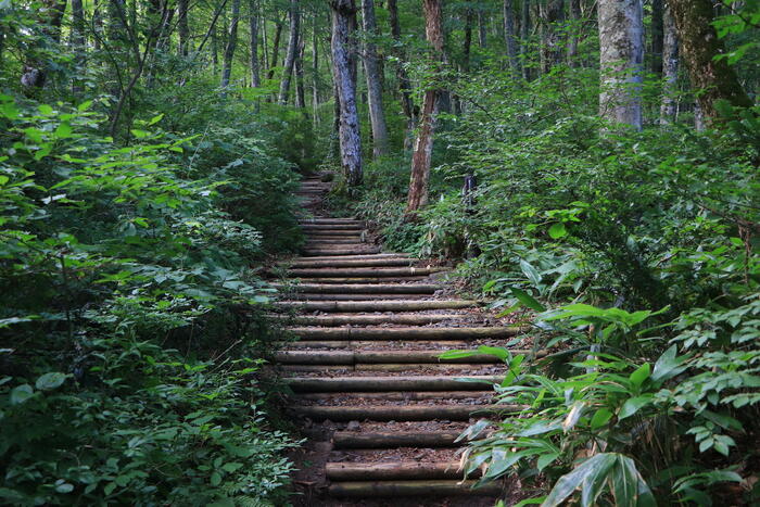 大山の登山道