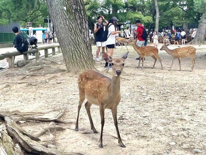 奈良公園　鹿