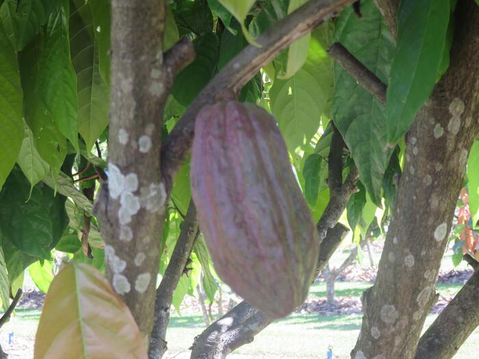 cacao fruit