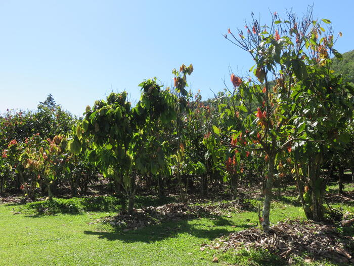 cacao trees