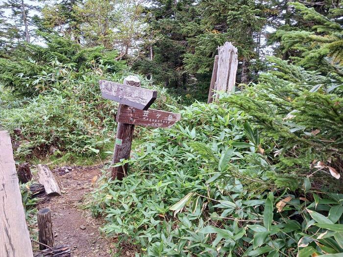 樹林帯の穏やかな道