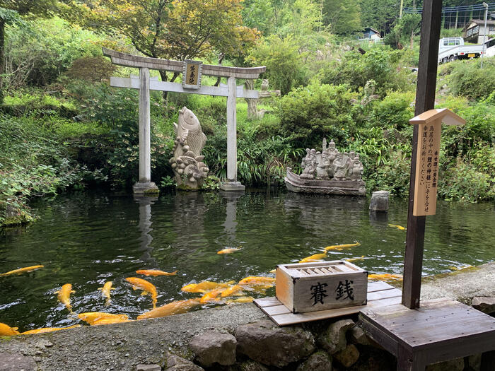 金色の鯉が泳ぐ池