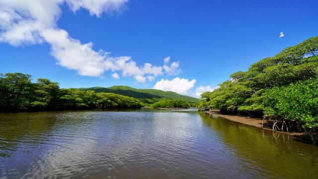 西表島マングローブ林