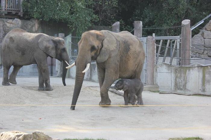 親子のゾウ