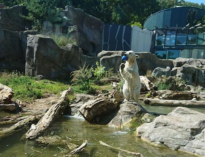 シロクマの子供