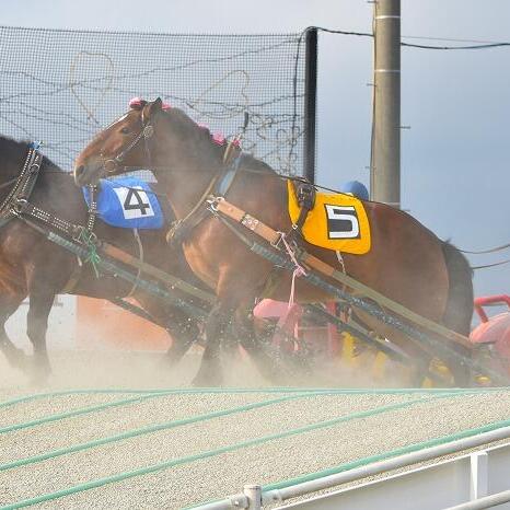 【北海道】興奮せずにいられない！馬の逆転ライブショー「ばんえい十勝」