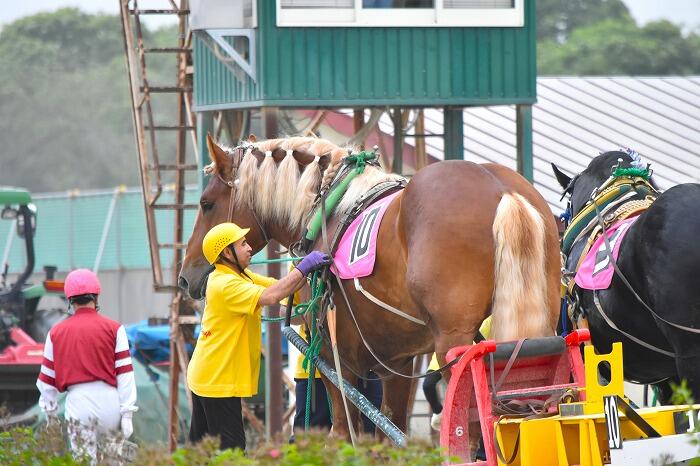 ばんえい競馬