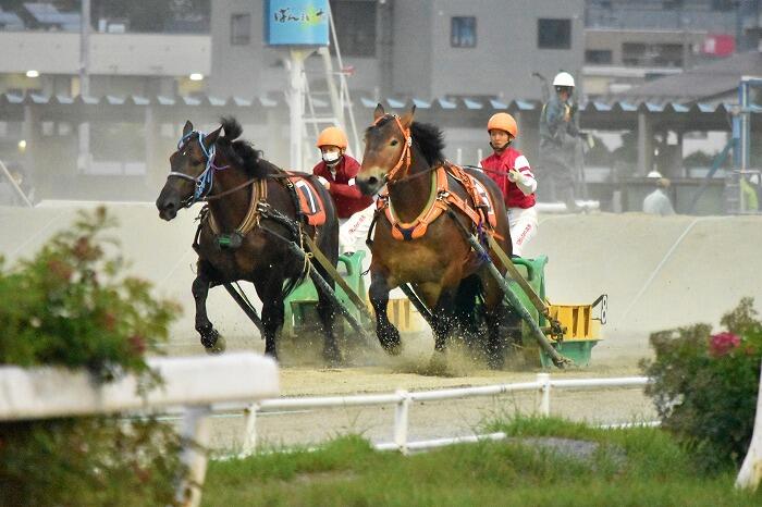 ばんえい競馬